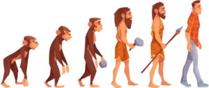 Primates Evolution, Organic Evolution
