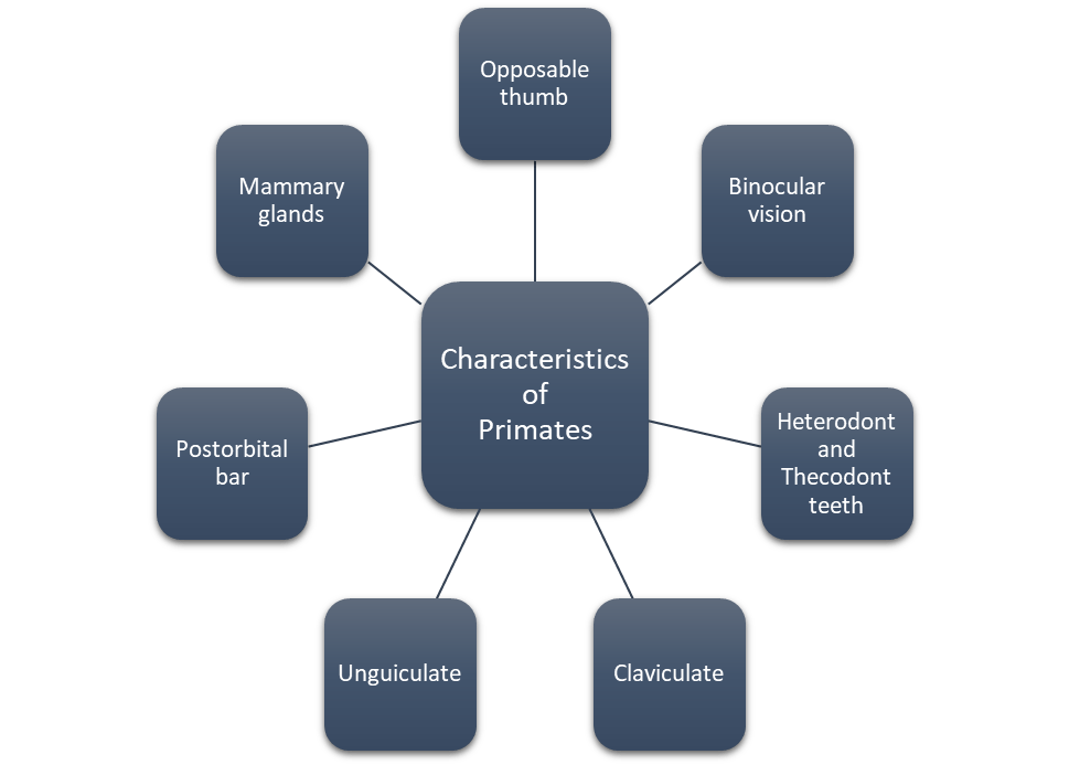 Characterstics of Primates - Anthroholic