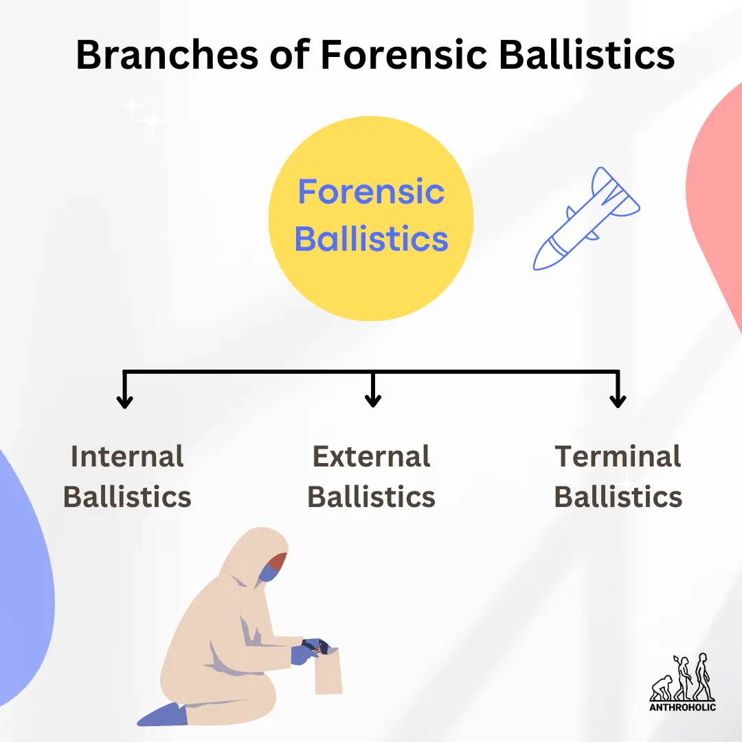 Branches of Forensic Ballistics in Anthropology