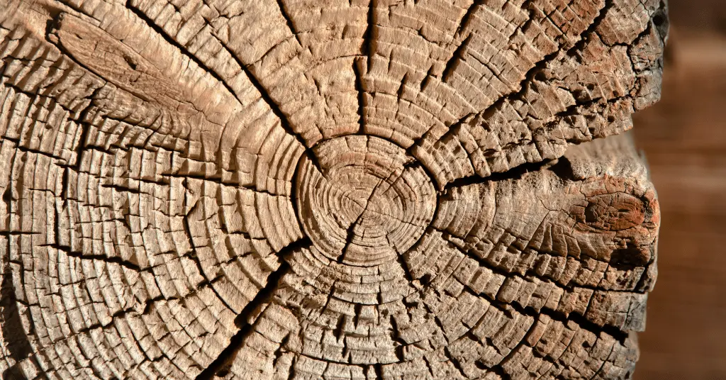 Dendrochronology in Archaeology - Anthroholic