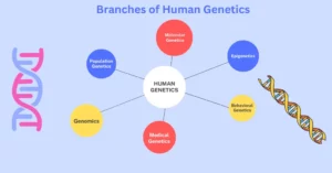 Branches of Human Genetics in Biological Anthropology
