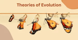 Theories of Evolution in Anthropology