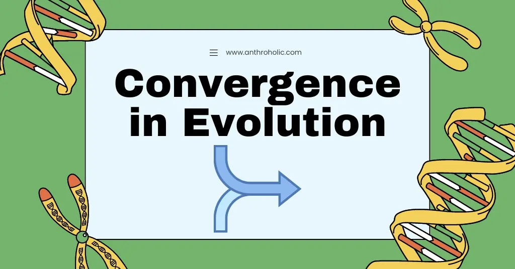Convergent Evolution or Convergence in Evolution in Anthropology