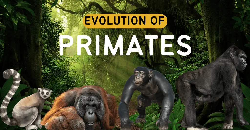 Evolution of Primates in Physical Anthropology and Primatology