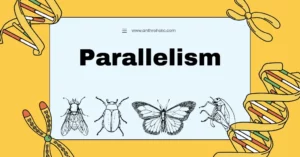 Parallelism in Evoltuion in Anthropology