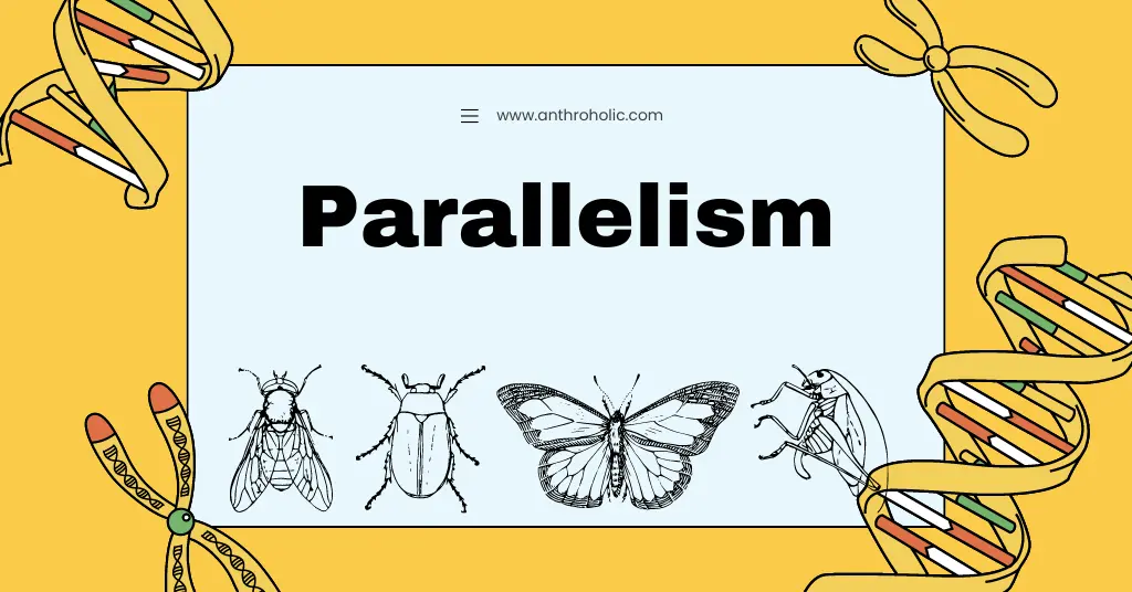 Parallelism in Anthropology | Anthroholic