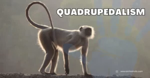 Quadrupedalism in Primatology