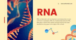 RNA or Ribonucleic Acid in Biology