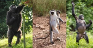Skeletal Changes Due to Erect Posture in Primates and its Implications in Anthropology