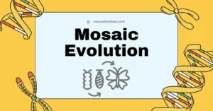What is Mosaic Evolution in Anthropology