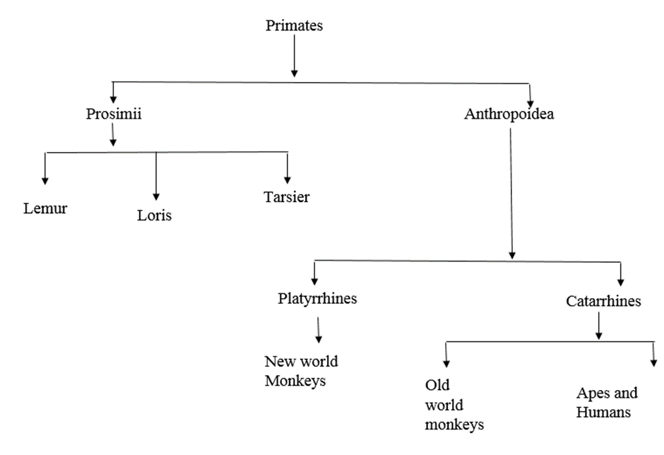 Classification of Primates in Anthropology