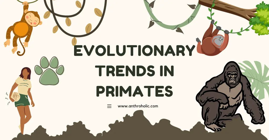 Evolutionary Trends in Primates in Anthropology