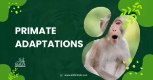 Primate Adaptations in Anthropology