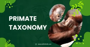 Primate Taxonomy in Anthropology