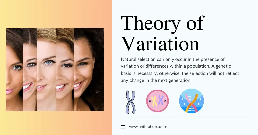 Theory of Variation in Anthropology