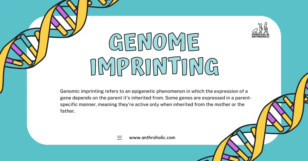 What is Genome Imprinting in Genetics