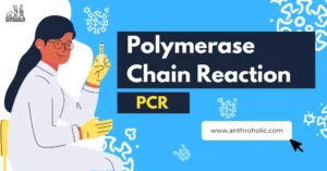 What is Polymerase Chain Reaction (PCR)