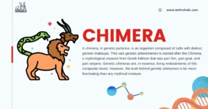 A chimera, in genetic parlance, is an organism composed of cells with distinct genetic makeups. This rare genetic phenomenon is named after the Chimera, a mythological creature from Greek folklore that was part lion, part goat, and part serpent. Genetic chimeras are, in essence, living embodiments of this composite beast.