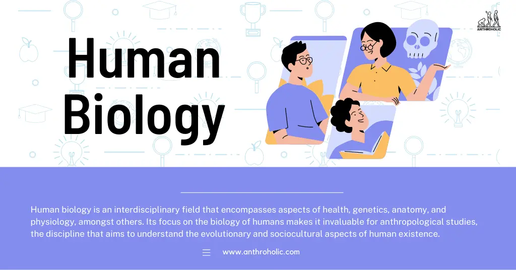 Human biology is an interdisciplinary field that encompasses aspects of health, genetics, anatomy, and physiology, amongst others. Its focus on the biology of humans makes it invaluable for anthropological studies, the discipline that aims to understand the evolutionary and sociocultural aspects of human existence.