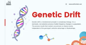 Genetic drift is a process of random sampling. Every generation, alleles are sampled from the existing gene pool to create the next generation. Due to random chance, some alleles get over or underrepresented, leading to changes in their frequency in the population.