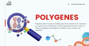 Polygenes refer to a group of multiple genes that contribute to the expression of a specific trait or characteristic. Unlike single genes that have a clear-cut influence, polygenes work together to influence a trait's variation and complexity.