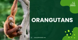 Orangutans, known for their distinctive red fur and intelligent behavior, are among the most fascinating primates on earth. These great apes are primarily found in the rainforests of Borneo and Sumatra, providing a unique perspective into primate behavior and evolution.