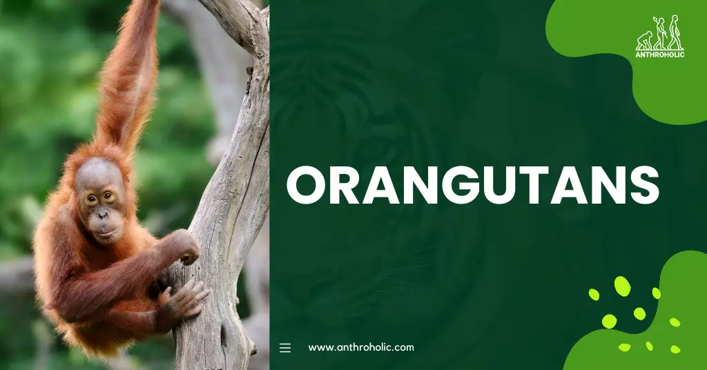 Orangutans In Primatology Anthroholic