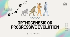 Orthogenesis, also known as Progressive Evolution, is a biological theory that suggests species evolution follows a predetermined path, leading to a specific endpoint.