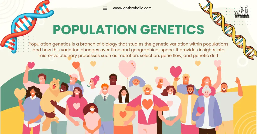 Population genetics is a branch of biology that studies the genetic variation within populations and how this variation changes over time and geographical space. It provides insights into microevolutionary processes such as mutation, selection, gene flow, and genetic drift.