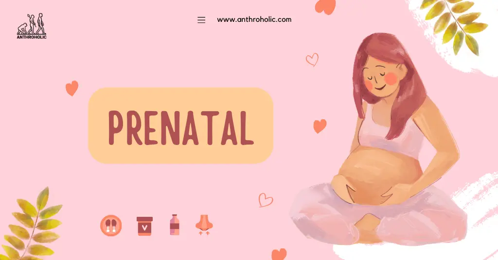 The prenatal period is a crucial stage in human development, setting the foundation for health in later life. This phase, encompassing the time from conception until birth, has been a subject of extensive study, particularly in the field of biological anthropology.