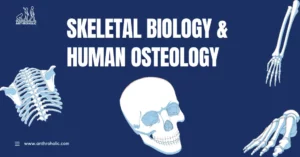 Skeletal Biology and Human Osteology