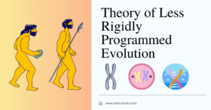 Theory of Less Rigidly Programmed Evolution in Anthropology