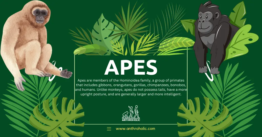 Apes are members of the Hominoidea family, a group of primates that includes gibbons, orangutans, gorillas, chimpanzees, bonobos, and humans. Unlike monkeys, apes do not possess tails, have a more upright posture, and are generally larger and more intelligent.