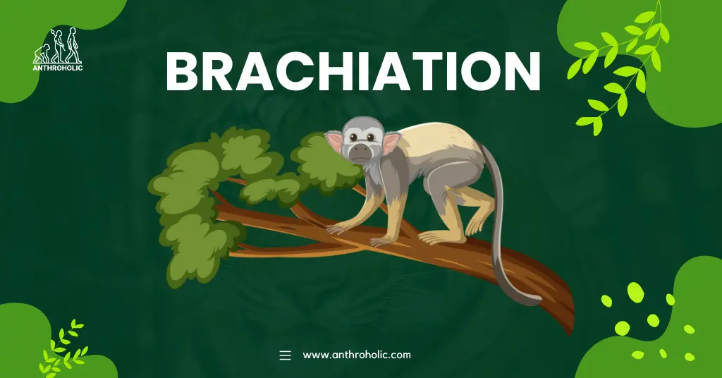 Brachiation, or arm-swinging, is a type of arboreal locomotion where an organism moves by swinging from hold to hold using only its arms. This locomotor behavior is dominant in some primates and has captured the interest of anthropologists for its evolutionary implications.