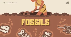 Fossils are the preserved remains or impressions of organisms from past geologic ages embedded in rocks. They represent a remarkable record of ancient life forms and environments, offering a glimpse into the past.