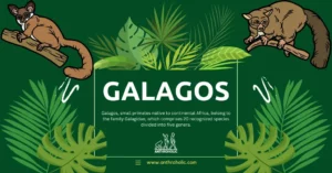 Galagos, small primates native to continental Africa, belong to the family Galagidae, which comprises 20 recognized species divided into five genera.