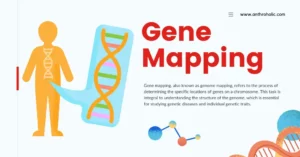 Gene mapping, also known as genome mapping, refers to the process of determining the specific locations of genes on a chromosome. This task is integral to understanding the structure of the genome, which is essential for studying genetic diseases and individual genetic traits.