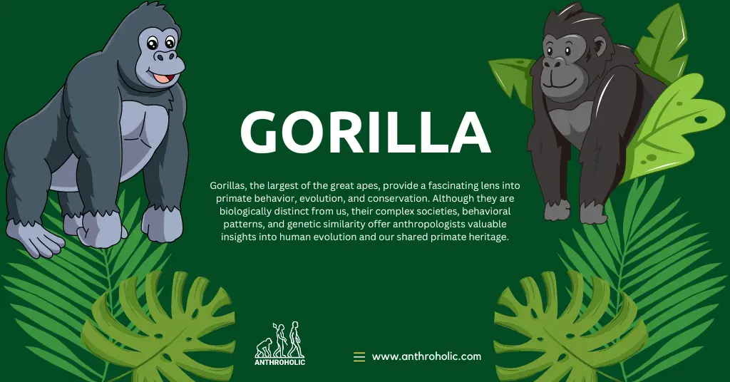 Gorillas, the largest of the great apes, provide a fascinating lens into primate behavior, evolution, and conservation. Although they are biologically distinct from us, their complex societies, behavioral patterns, and genetic similarity offer anthropologists valuable insights into human evolution and our shared primate heritage.