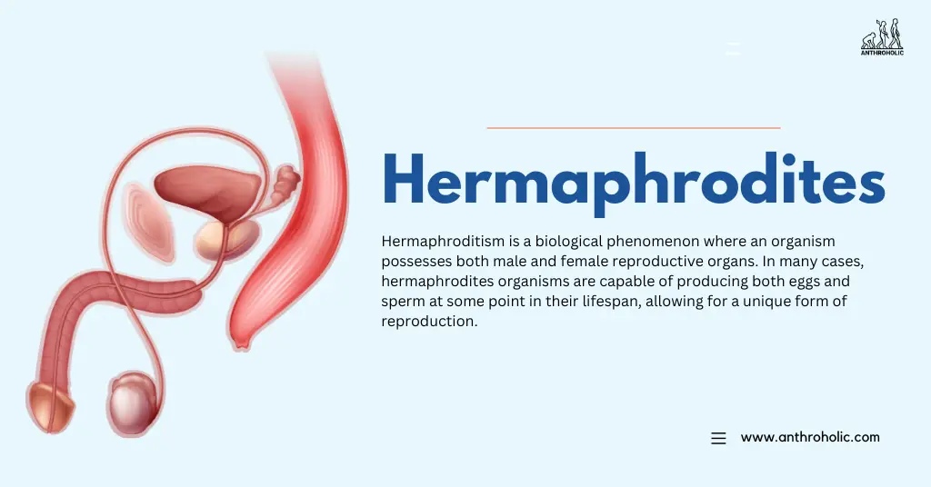Hermaphroditism is a biological phenomenon where an organism possesses both male and female reproductive organs.