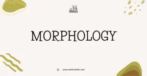 Morphology, a crucial branch of linguistic anthropology, is the study of words' internal structure and the ways they can be modified. This discipline allows us to understand how meaning is constructed within a language, providing a rich understanding of cultural patterns and social structure.