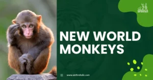 New World Monkeys, also known as Platyrrhines, encompass a broad array of monkey species found predominantly in Central and South America. They make up an integral part of our understanding of primatology.