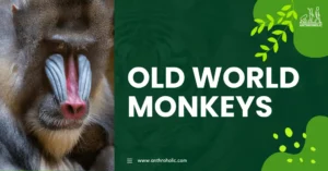 Old World monkeys, scientifically known as Cercopithecidae, are a large and diverse family of primates that hail from Africa, Asia, and Europe. They are referred to as "Old World" monkeys because they are native to the parts of the world that are known historically as the "Old World."