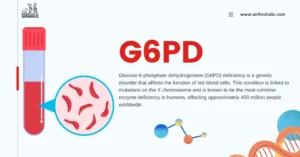 Glucose-6-phosphate dehydrogenase (G6PD) deficiency is a genetic disorder that affects the function of red blood cells. This condition is linked to mutations on the X chromosome and is known to be the most common enzyme deficiency in humans, affecting approximately 400 million people worldwide.