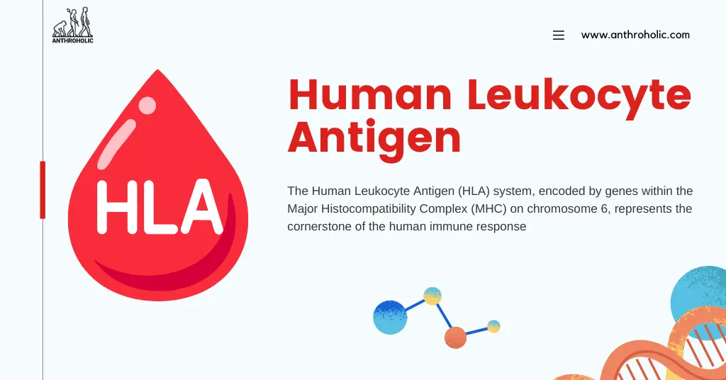 The Human Leukocyte Antigen (HLA) system, encoded by genes within the Major Histocompatibility Complex (MHC) on chromosome 6, represents the cornerstone of the human immune response.