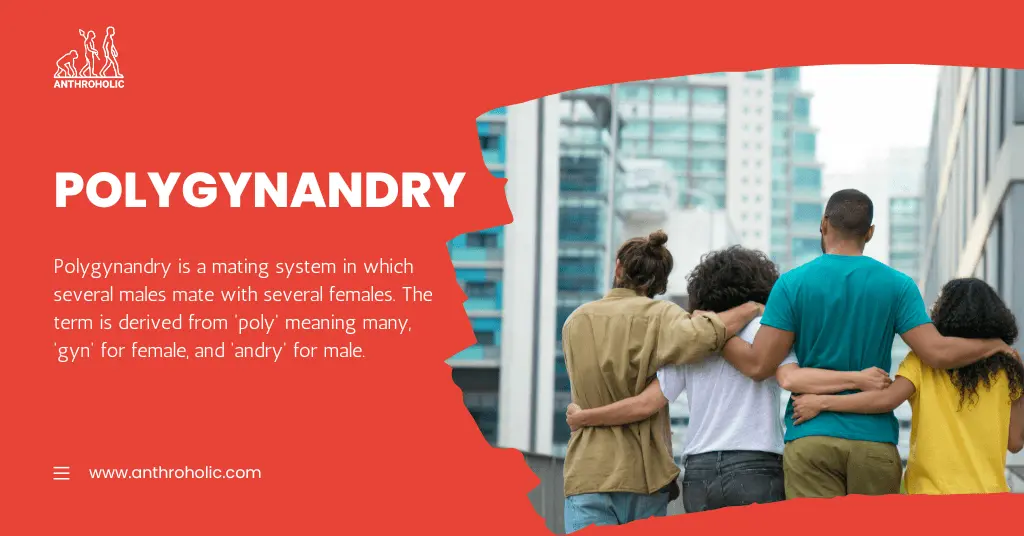What is Polygynandry Marriage in Anthropology