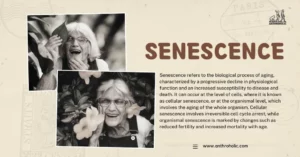 What is Senescence in Human Growth and Development in Anthropology