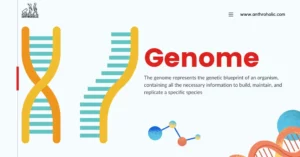 The genome represents the genetic blueprint of an organism, containing all the necessary information to build, maintain, and replicate a specific species.