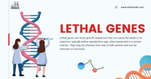 Lethal genes are those genetic sequences that can cause the death of an organism, typically before reproductive age, when expressed in a certain manner. They may be inherited from one or both parents and can be dominant or recessive.