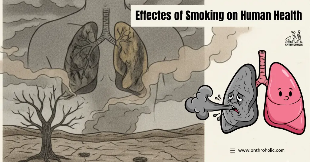 Effectes-of-Smoking-on-Human-Health-By-Anthroholic