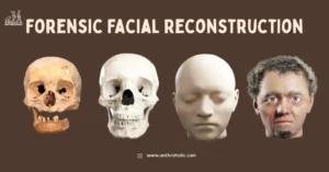 Forensic-Facial-Reconstruction-by-Anthroholic.